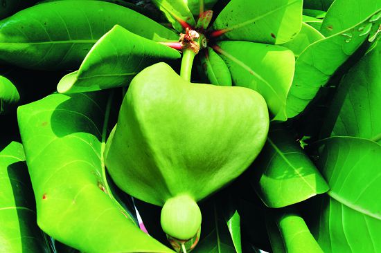 棋盤腳等當地植物都是在地解說員眼中的寶2