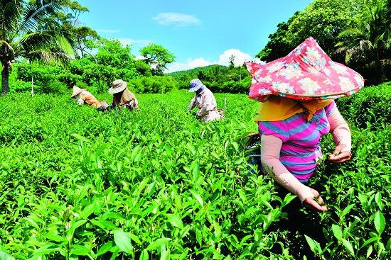 滿州鄉生態旅遊觀光促進會：滿茶古道