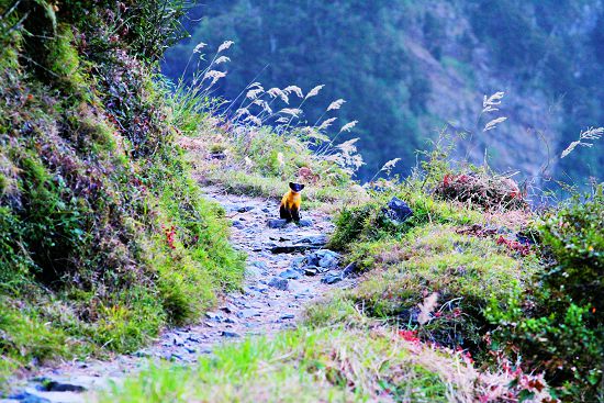 日積月累的觀察紀錄,成為解說的基礎也成為生態環境一步步變好的見證(黃喉貂)