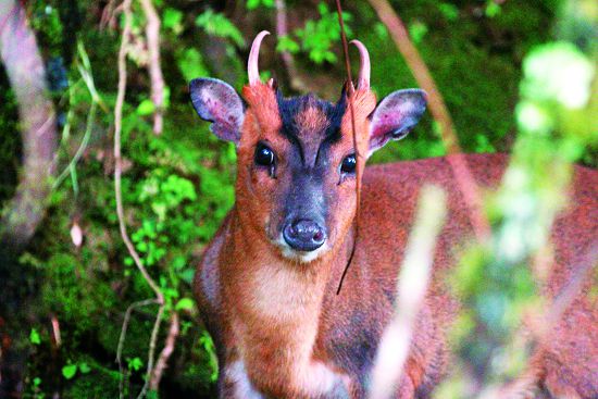 害羞的山羌正在小心評估自己是否該逃之夭夭