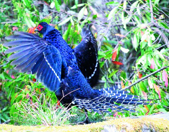 黑長尾雉(帝雉)振翅