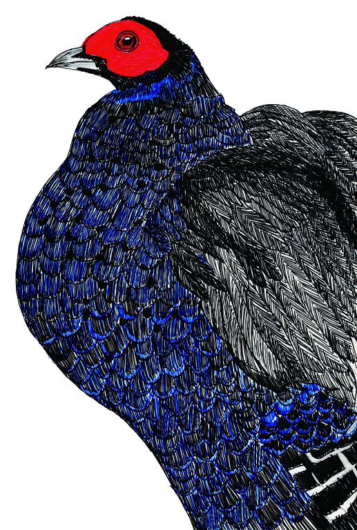 紅暈當頭以繪本筆記書的方式,記錄了印莉敏7年來對於塔塔加地區黑長尾雉的生態觀察