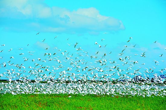 秋季龍鑾潭南岸壯觀的遷徙鷺鷥群