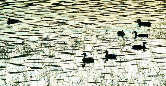 日落時分花嘴鴨在淺水域漫游，花嘴鴨也是龍鑾潭一年四季可見的唯一野生雁鴨種類