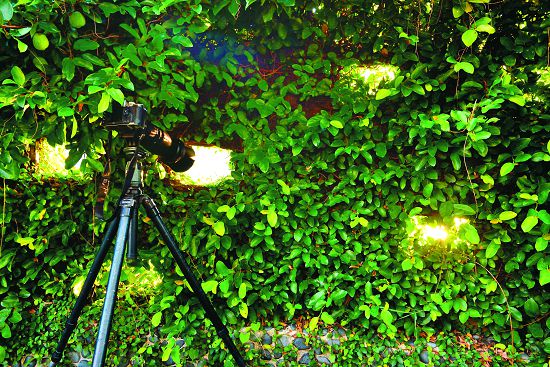 自然中心南側布滿爬藤植物的賞鳥牆，遊客可透過觀察孔享受近距離的賞鳥樂趣