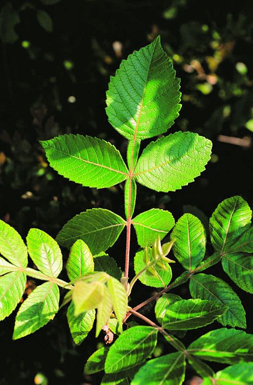 鹽膚木果實含有乳脂狀之物質，可代食鹽／金管處提供（廖東坤攝）