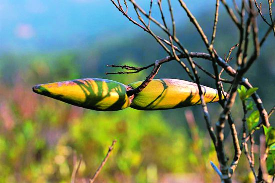 羊角拗的果實形狀特殊／金管處提供（廖東坤攝）