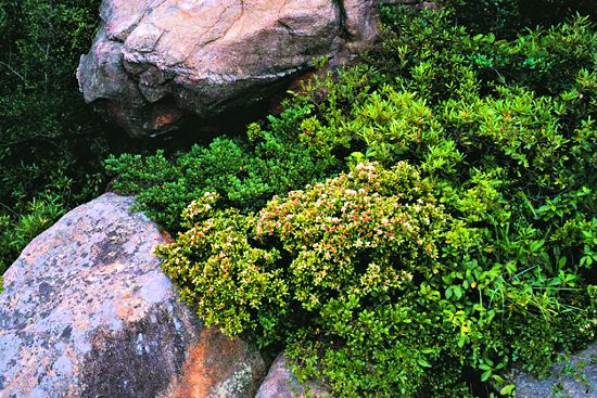 海桐生性耐旱／金管處提供（廖東坤攝）