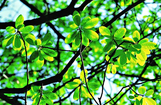 潺槁樹是金門的優勢樹種，適應力強／金管處提供（廖東坤攝）