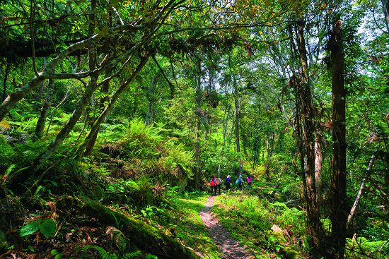 登山健行建議結伴而行，沿途的動作與談話聲響就能夠給予臺灣黑熊迴避的訊息