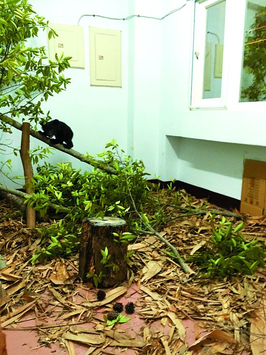 在南安瀑布與母熊失聯的仔熊，最後因考量其身體狀況，決定進行移地安置／林務局花蓮林區管理處提供