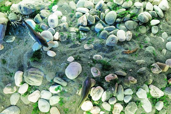 以栩栩如生的生物模型，展現拉庫拉庫溪中的生態