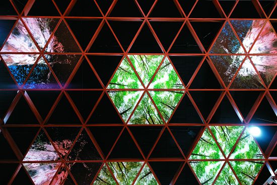 動植物展區天花板由桁架構成三角幾何圖案，中間鑲嵌六角形南安地區典型林相的仰視圖，讓空間無限延伸