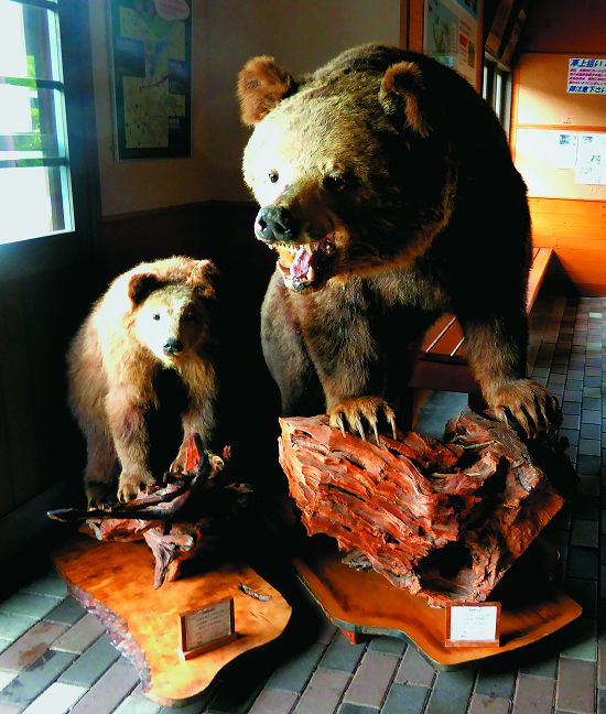 棕熊是北海道特色物種，也是各個國立公園解說展示的要角