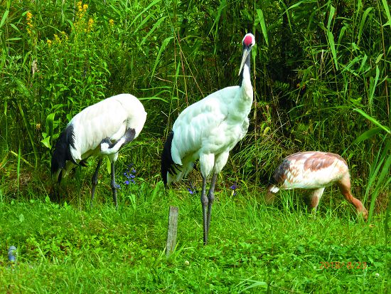 丹頂鶴自然公園內丹頂鶴一家