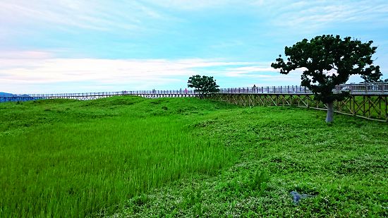 知床五湖步道高架段，棧道由原木所構築