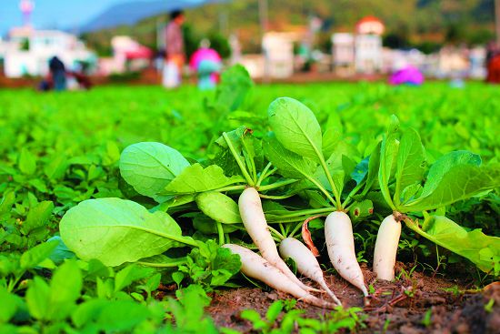 輕裝農村樂—《拔蘿蔔》