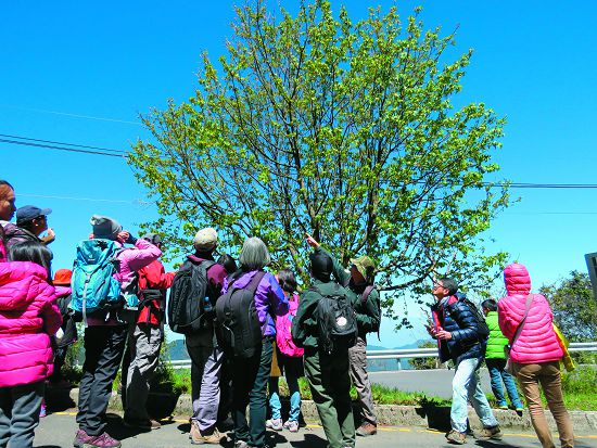 「霧裡看花」─《觀霧步道植物導覽》