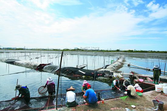台江漁民數魚苗／台管處提供