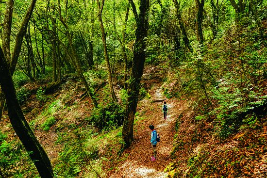 觀霧賞鳥步道可以聆聽鳥鳴立體聲／楊懷智攝