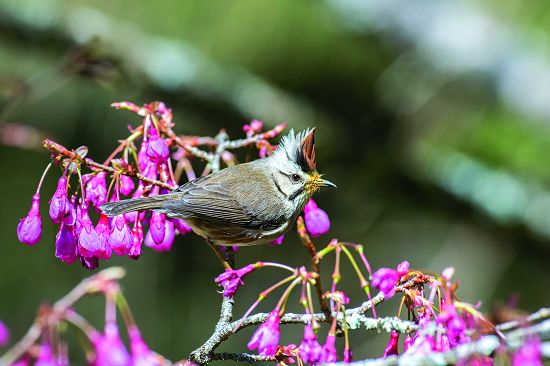 冠羽畫眉喜歡在枝頭定點吟唱「吐米酒∼」歌聲／何小綠攝