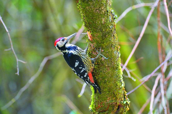 大赤啄木鳥雖然沒有複雜的歌聲，卻懂得利用嘴喙敲擊出聲響來溝通／何小綠攝