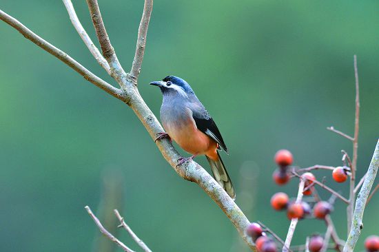白耳畫眉是歌唱高手／何小綠攝