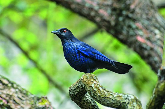 紫嘯鶇體型類似斑鳩卻能發出高音頻的鳴聲／何小綠攝