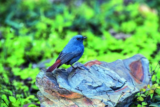 鉛色水鶇是溪流環境常見的鳥類，有著高亢的鳴聲／何小綠攝