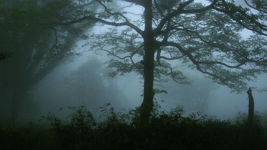 森林濃霧中雖然視力所及有限，但是聽覺的敏銳度卻不受影響／孫清松攝