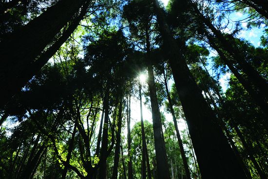 完整的林相中，能夠聆賞到來自各種高度傳來的鳥鳴／楊懷智攝