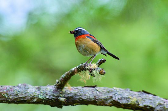 栗背林鴝是臺灣特有種，喜歡在林下灌叢活動／何小綠攝