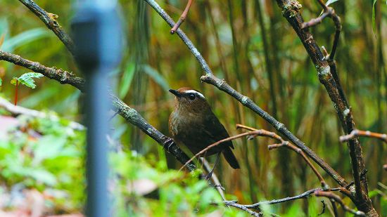 小翼鶫生性害羞，想要與之相遇強求不得，只有耐心等候／孫清松攝