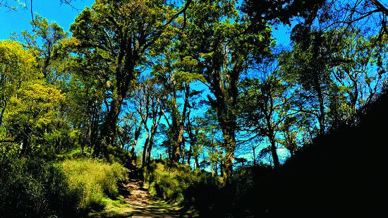 檜山巨木群步道入口處，有著開闊的林相和豐富的林下灌叢，可以聆聽到喜歡在森林邊緣活動的鳥類鳴叫／孫清松攝