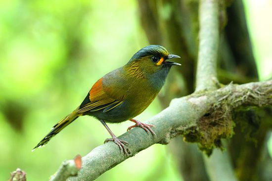 藪鳥（ 黃胸藪眉）為臺灣特有種，喜歡活動在森底層或是濃密的灌叢林中／何小綠攝