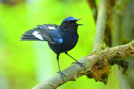 白尾鴝喜歡在草叢、灌木叢或森林邊緣活動／何小綠攝