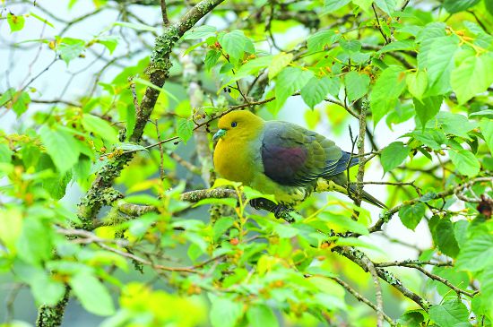 綠鳩喜歡活動在濃密的森林中，有著完美的保護色／何小綠攝