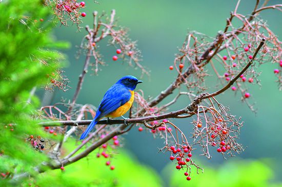 黃腹琉璃喜歡活動在濃密樹叢的中、上層／何小綠攝