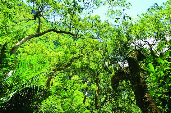 步道上的樟樹林