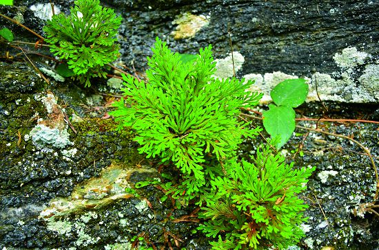 萬年松(Selaginella tamariscina (Beauv.) Spring)