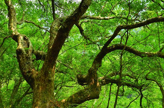 步道上的太魯閣櫟（Quercus tarokoensis Hayata）