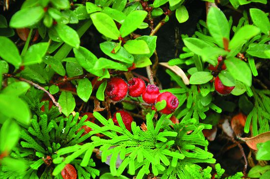 越橘葉蔓榕（Ficus vaccinioides Hemsl. ex King）