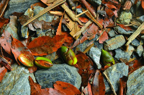 步道上有時可以發現動物啃咬的青剛櫟(Cyclobalanopsis glauca (Thumb.) Oerst.)堅果
