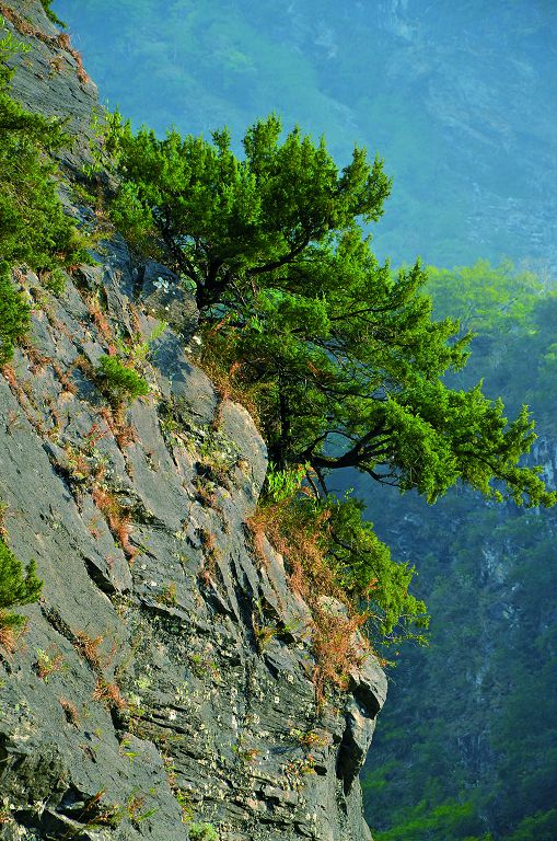 攀附在大理岩壁上的綠背刺柏 (Juniperus formosana Hayata var. concolor Hayata)