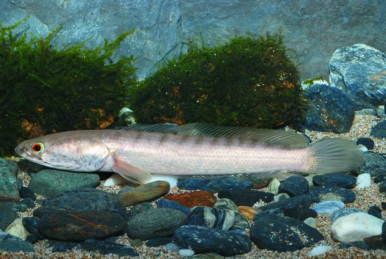 線鱧是自國外引入的外來入侵魚種