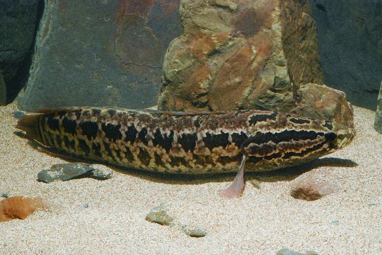 原生種的斑鱧受到外來種線鱧的競爭，族群數量已日益稀少