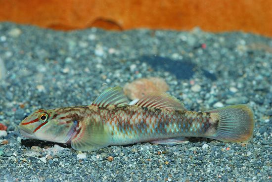  原產於西部的明潭吻蝦虎已經成為東部溪流的常見魚類