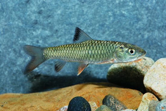  何氏棘鲃被放流至中北部溪流後，對部分稀有魚種的生存構成威脅