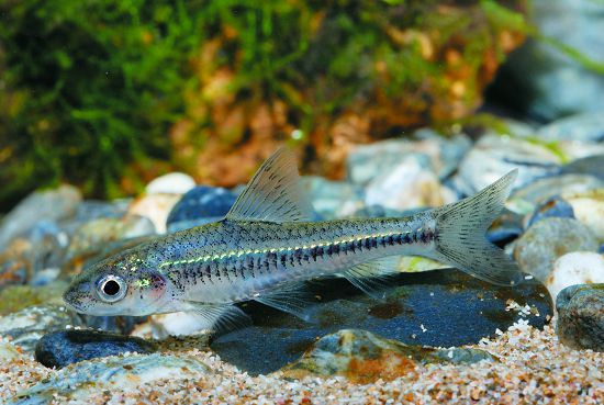  巴氏銀鮈屬於狹隘分布的特有魚種，其生存容易受到不當放流的威脅