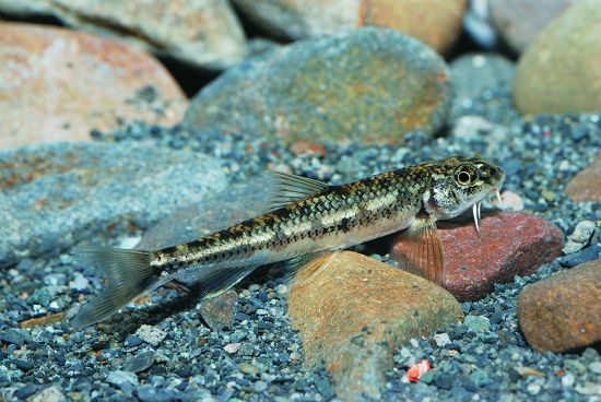  分布在中部，原本數量尚稱普遍的陳氏鰍鮀在何氏棘鲃入侵後，前景已不樂觀